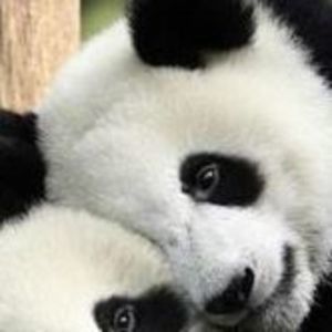 Meet your Posher, Dee